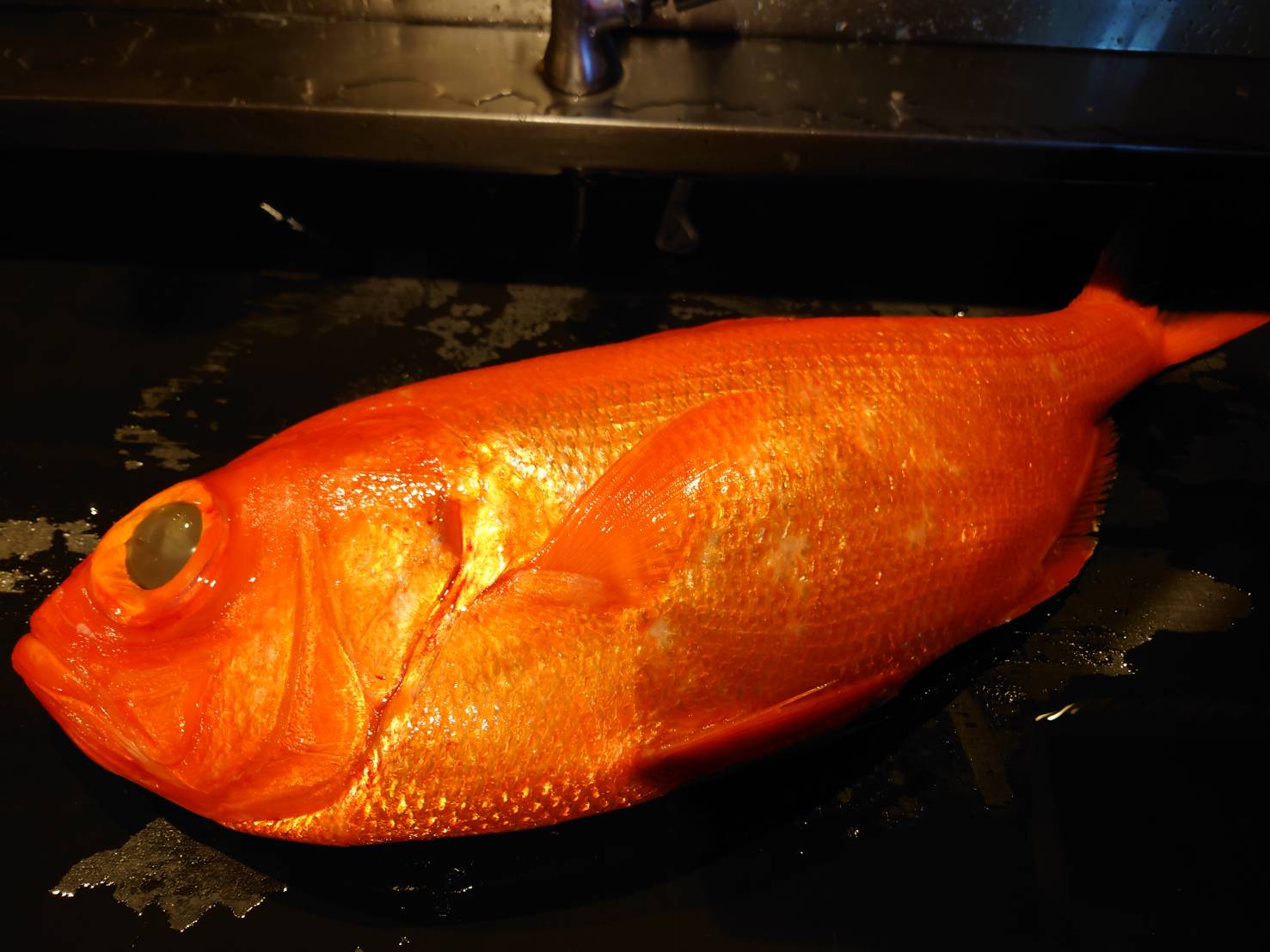 【日本料理みつわ】金目鯛・アラ<p>千葉県鴨川より、デブチーニと呼ばれる金目鯛、 静岡県御前崎より、5.6㎏の大きなアラを入荷いたしました。 どちらも、目利きのスペシャリスト沢井氏による、 一流の眼差しで厳選された魚でございます。</p>
